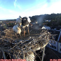 06_15-nest.jpg