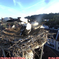 06_20-nest.jpg