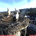 06_25-nest.jpg