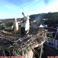 06_30-nest.jpg