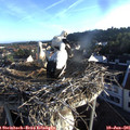 06_35-nest.jpg