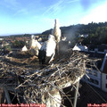 06_40-nest.jpg