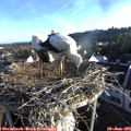 06_45-nest.jpg