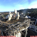 06_50-nest.jpg