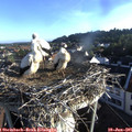 06_55-nest.jpg