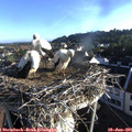 07_00-nest.jpg