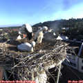 07_05-nest.jpg