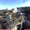 07_10-nest.jpg