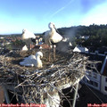 07_15-nest.jpg