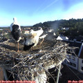 07_20-nest.jpg