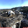 07_25-nest.jpg