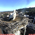 07_30-nest.jpg