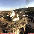 07_35-nest.jpg