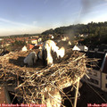 07_45-nest.jpg