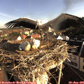 07_50-nest.jpg