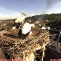 07_55-nest.jpg