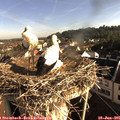 08_00-nest.jpg