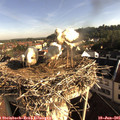 08_05-nest.jpg