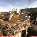 08_10-nest.jpg