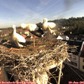 08_15-nest.jpg