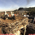 08_20-nest.jpg