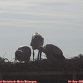 08_25-mast.jpg