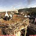 08_30-nest.jpg