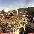 08_35-nest.jpg