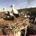 08_40-nest.jpg
