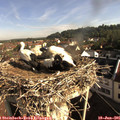 08_45-nest.jpg