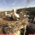 08_50-nest.jpg