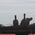 08_55-mast.jpg