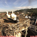 08_55-nest.jpg