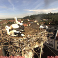 09_00-nest.jpg