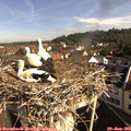 09_05-nest.jpg