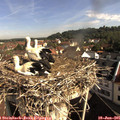09_10-nest.jpg
