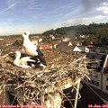 09_15-nest.jpg