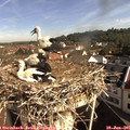 09_20-nest.jpg