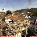 09_25-nest.jpg