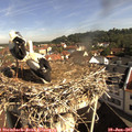 09_30-nest.jpg