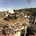 09_35-nest.jpg