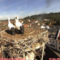 09_40-nest.jpg