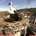 09_50-nest.jpg