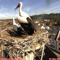 09_55-nest.jpg