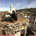 10_00-nest.jpg