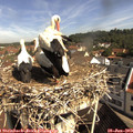 10_05-nest.jpg
