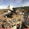 10_10-nest.jpg
