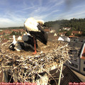 10_15-nest.jpg