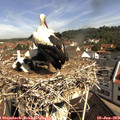 10_20-nest.jpg
