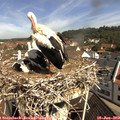 10_25-nest.jpg